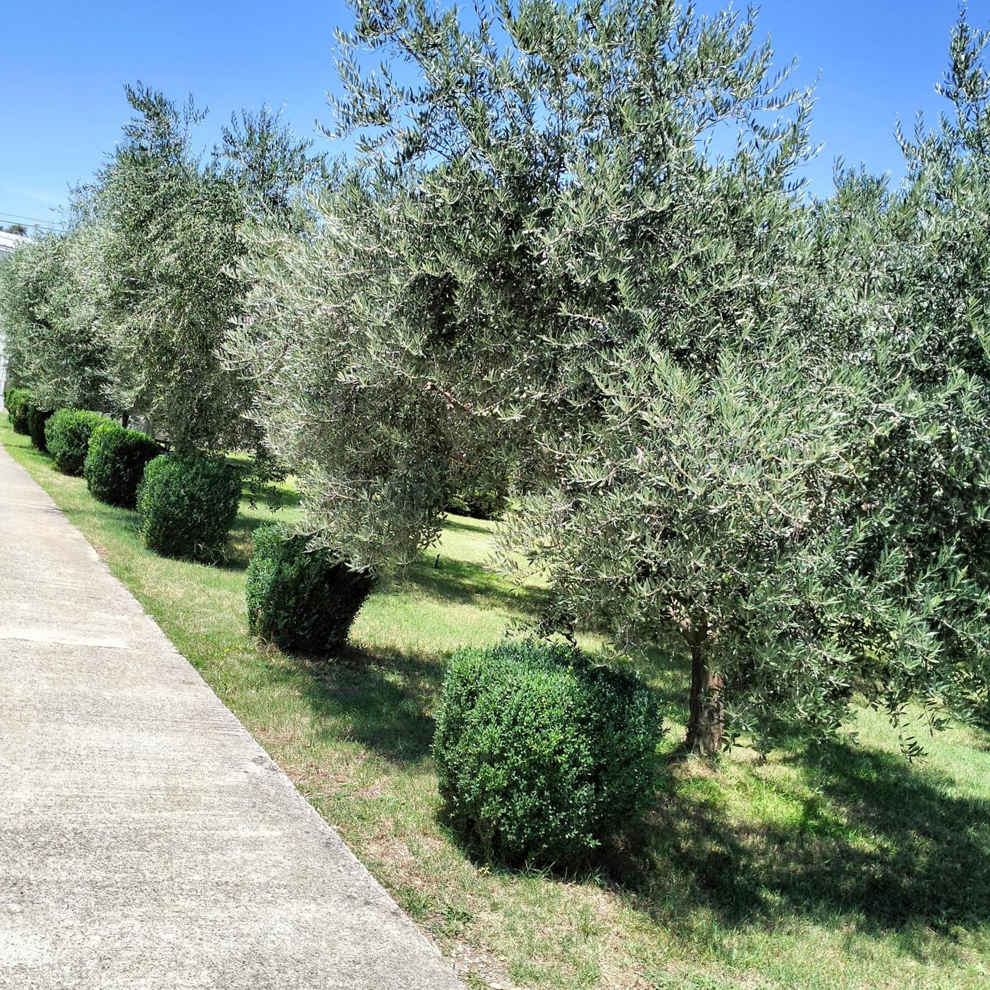Olive Apartment ポドゴリツァ エクステリア 写真