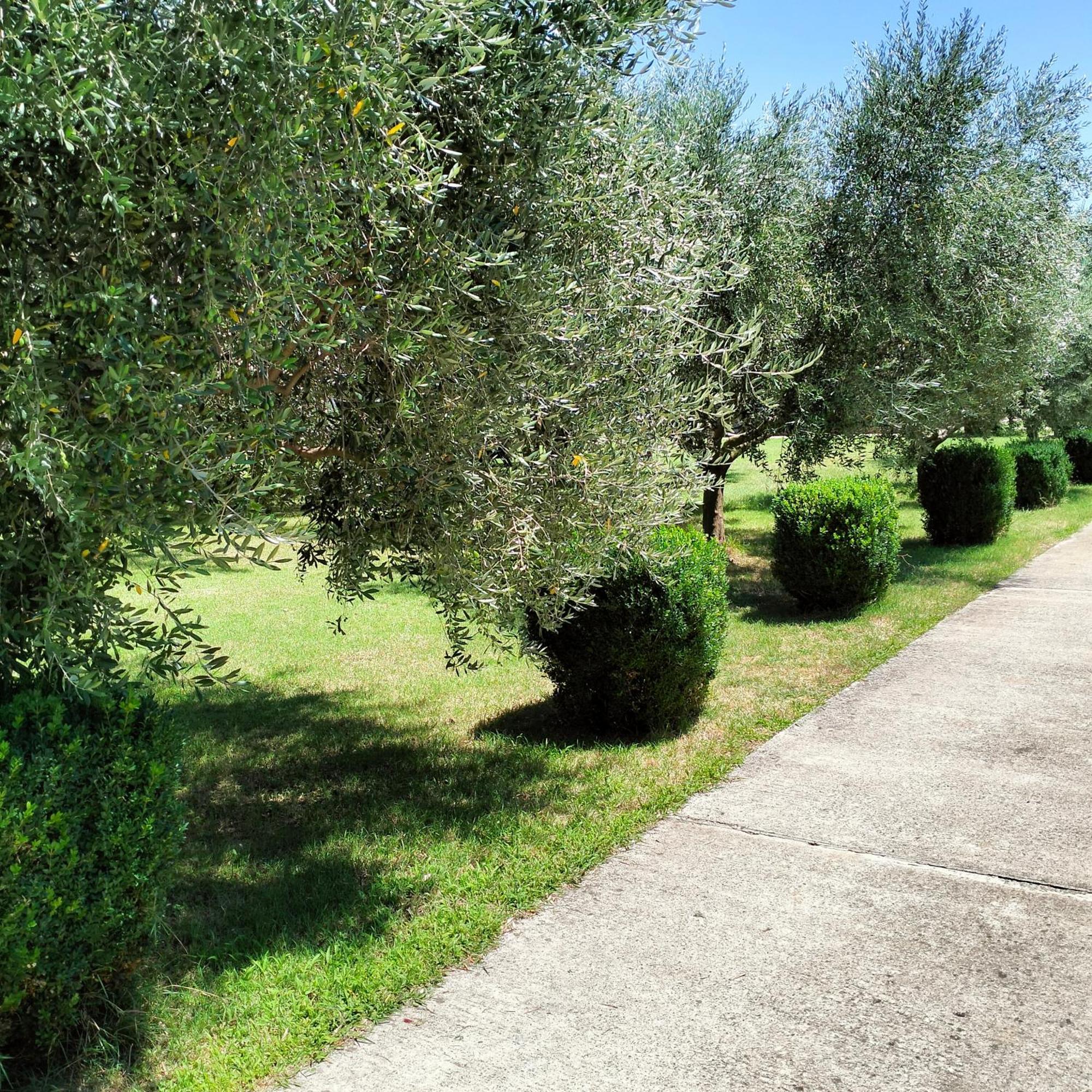 Olive Apartment ポドゴリツァ エクステリア 写真